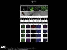 A549 cell line origin the a549 cell line was established in 1972 by d.j. Pdgfra Is Not Essential For The Derivation And Maintenance Of Mouse Extraembryonic Endoderm Stem Cell Lines Jiangwei Lin Mona Khan Bolek Zapiec Peter Ppt Download