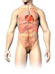 Image result for internal organs