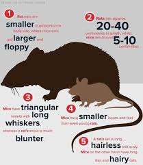 Pet food, grain, garbage, grass seed in the garage, or bird seed in the yard, clean it up, seal it off, and get rid of the birdfeeder. 35 Mistakes That Drive Zookeepers Nuts In 2021 Getting Rid Of Rats How To Get Rid Of Rats Getting Rid Of Mice