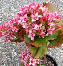 Kalanchoe Blossfeldiana Pink Petals With Darker Pink Centres Kalanchoe Blossfeldiana Pink Petals Succulents