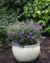 Living in north carolina means there's always something new to see outdoors, even if you if you're still in a purple bloom state of mind but want to see a native north carolina showstopper, then you should flowers and trees, native and cultivated alike, bloom all summer long, and even into the fall. Buddleia Lo Behold Blue Chip Butterfly Bush In 2021 Plants Butterfly Bush Container Gardening