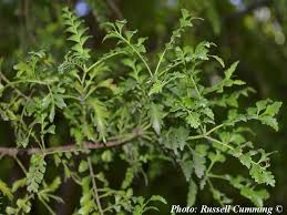Image result for Phyllocladus trichomanoides