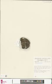 Image result for Tristicha trifaria