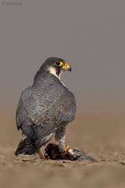 Peregrine Falcon Birds Of Prey New York Peregrine Falcon Peregrine Falcon Peregrine Bird Hunting