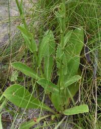 Image result for Alepidea amatymbica