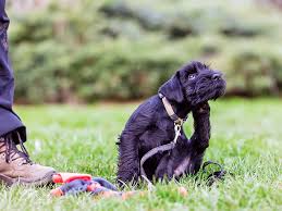 Image result for scabies dogs detail