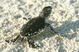 Baby Sea Turtles Baby Sea Turtle Pictures Photos Of Cute Animals Young Sea Turtles Sea Turtle Pictures Turtle Baby Sea Turtle