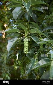Image result for Phytolacca dioica