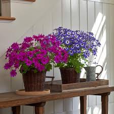 Image result for Cineraria mazoensis