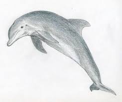 How To Draw A Dolphin Met Afbeeldingen Dieren Tekenen Schetsen Tekenen