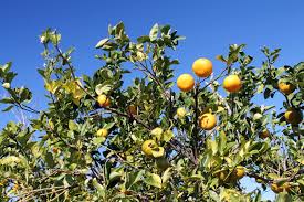 Fruit research and extension center. Fruit Growing That We Can T Do Garden Housecalls