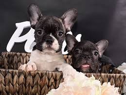 The french bulldog (also 'bouledogue francais' or 'frenchie') was developed during the industrial revolution when workers, primarily lace makers, traveled from britain to france, bringing smaller bulldogs with them as companions. French Passion French Bulldogs In Virginia Home Facebook