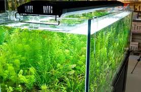 Odyssea 4 Tubes T5ho Lighting With Leds 24 60cm Quad Aquarium Lighting 4x24w 6500k For Plant Aquarium T5ho Lighting 6500k Aquarium Lightaquarium Aquarium Aliexpress