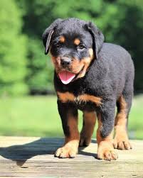 Rottweiler puppy for sale in san francisco, ca, usa. Rottweiler Puppies For Sale Dover De 203519 Petzlover