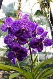 Contact Support Flower Aesthetic Orchids Kew Gardens
