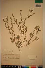 Image result for Zornia glochidiata