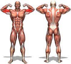 pin on anatomy