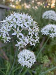 What to do when chives flower? 10 Free Garlic Chives Chives Images