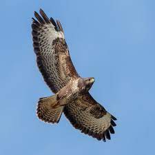 Een bekende zangeres die helemaal bezig is met gavi en aanboden wordt. Buizerd Buteo Buteo Waarnemingen Be