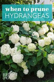 What To Prune When In Your Garden For The Healthiest Plants In 2020 Planting Hydrangeas How To Trim Bushes Landscaping Plants
