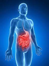 Probiotics For Diverticulosis A Review Professionals