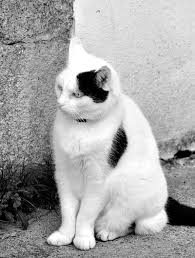 There are plenty of cool names below. Black And White Cat Names 250 Cool Kitty Ideas