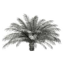 Date Palm Tree 3d Model 2 5m Date Palm 3d Model Palm Trees