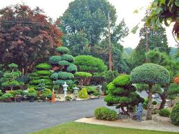 Home plants are commonly grown for decorative purposes or for enhancing the aesthetic view of home gardens. Nursery Entrance By Lee S Oriental Landscape Art Japanese Garden Japan Garden Japanese Garden Design