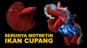 37 gambar kue ulang tahun yang unik dan kreatif. Tips Motret Ikan Cupang Supaya Terlihat Cantik Youtube