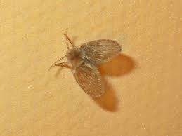 Once drain flies found their way to your house, they are more likely to do it again. How To Get Rid Of Drain Flies Naturally Fast Bugwiz