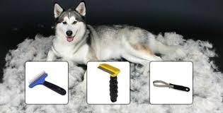 Brushing your husky's fur is very important for their health and grooming. Grooming Forever Husky
