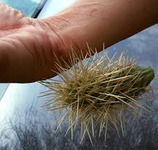 If the thorns are large, you can just remove them with your this mixture makes your skin tender so that the thorns are easier to pull out. How To Remove Cactus Spines From Your Perforated Body Kcet
