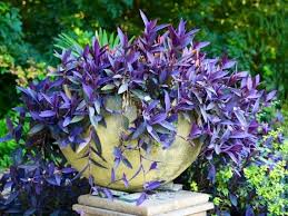 Image result for Tradescantia pallida