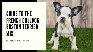 Maybe you would like to learn more about one of these? Guide To The French Bulldog Boston Terrier Mix Frenchieforsale Com