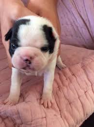 Almost home pet rescue is a private rescue headquartered near katy (in the southwestern suburbs of houston). Boston Terrier Puppies For Sale Baytown Tx 209327