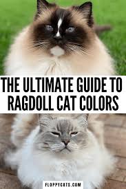 Ragdoll Cat Colors And Patterns Types Of Ragdoll Cats Fur Ragdoll Cat Colors Cat Colors Ragdoll Cat