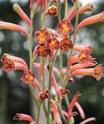 Image result for Polianthes tuberosa