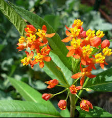 Tropical Milkweed Asclepias Curassavica For Naba Certified Butterfly Gardens