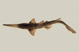 Saw sharks are members of the order pristiophoriformes. Pristiophorus Nudipinnis