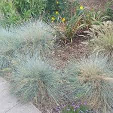 Image result for Festuca chodatiana