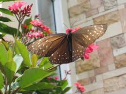Mewarnai kupu kupu buckeye hinggap di bunga belajarmewarnai info. Unduh 95 Gambar Kupu Kupu Hinggap Di Bunga Mawar Paling Baru Gratis