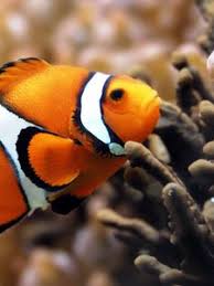 Feel free to download, share, comment. Fish Old Mobile Cell Phone Smartphone Wallpapers Hd Desktop Backgrounds 240x320 Downloads Images And Pictures