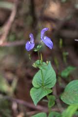 Image result for Brillantaisia lamium