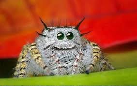 Cute Spider I Never Thought I D Call A Spider Cute Jumping Spider Cute Animals Spider
