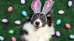 Happy Easter 9 Dogs Having Their Own Easter Egg Hunts Videos Dogtime In 2020 Easter Dog Dog Easter Eggs Dog Photoshoot