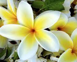 Dahlia whether it's yellow, red, white, orange, or purple, the big radiant dahlia blooms look amazing in any color. Plumeria Acutifolia Gardensonline