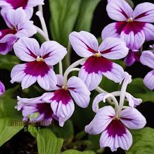 Image result for Streptocarpus glandulosissimus