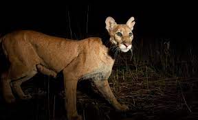 Jun 23, 2021 · tampa, fla. Florida Panther Dies On Collier County Road After Vehicle Hits Her Wednesday