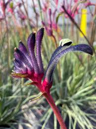 Image result for Anigozanthos
