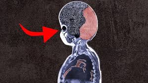 Donny A Chump - The Moron Chronicles "MAGA Math Rides Again" - YouTube